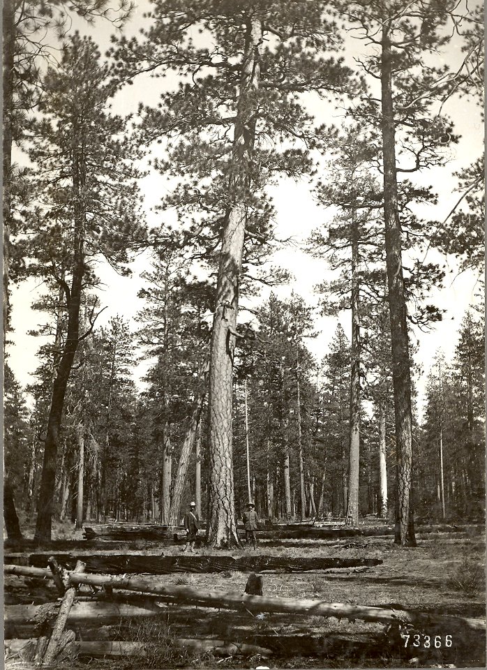 27200-2 Homesteaders at site N of S Ice Cave c1920