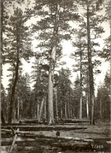 27200-2 Homesteaders at site N of S Ice Cave c1920