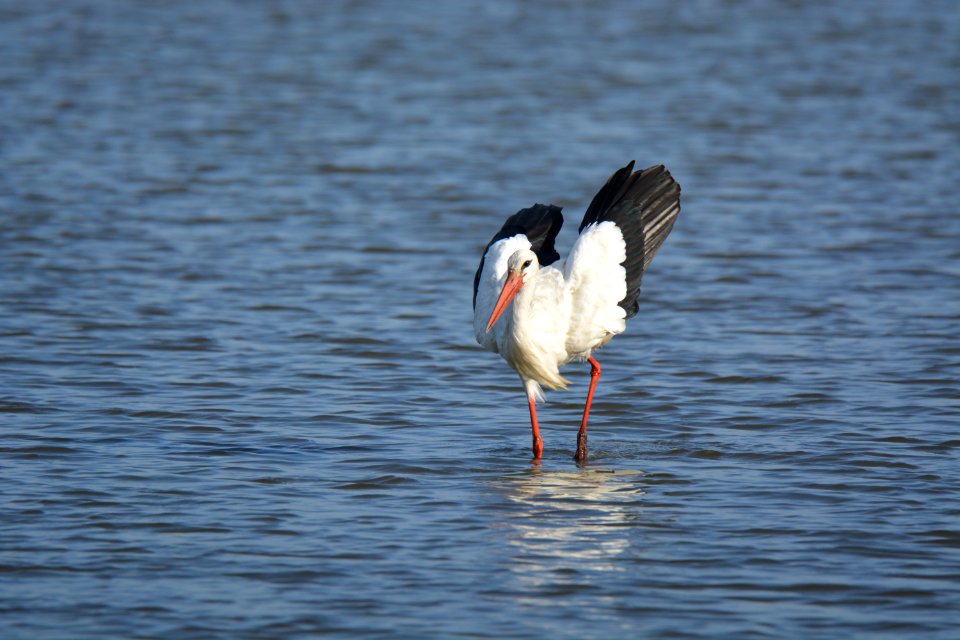 Cigogne blanche (Ciconia ciconia)