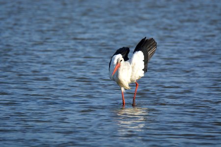 Cigogne blanche (Ciconia ciconia)