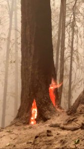 Beachie Creek Fire burning trees roots, 10-2-2020