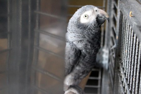 Parrot
