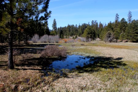 Meadow in Ochoco National Forest along US Highway 26 on the Ochoco National Forest