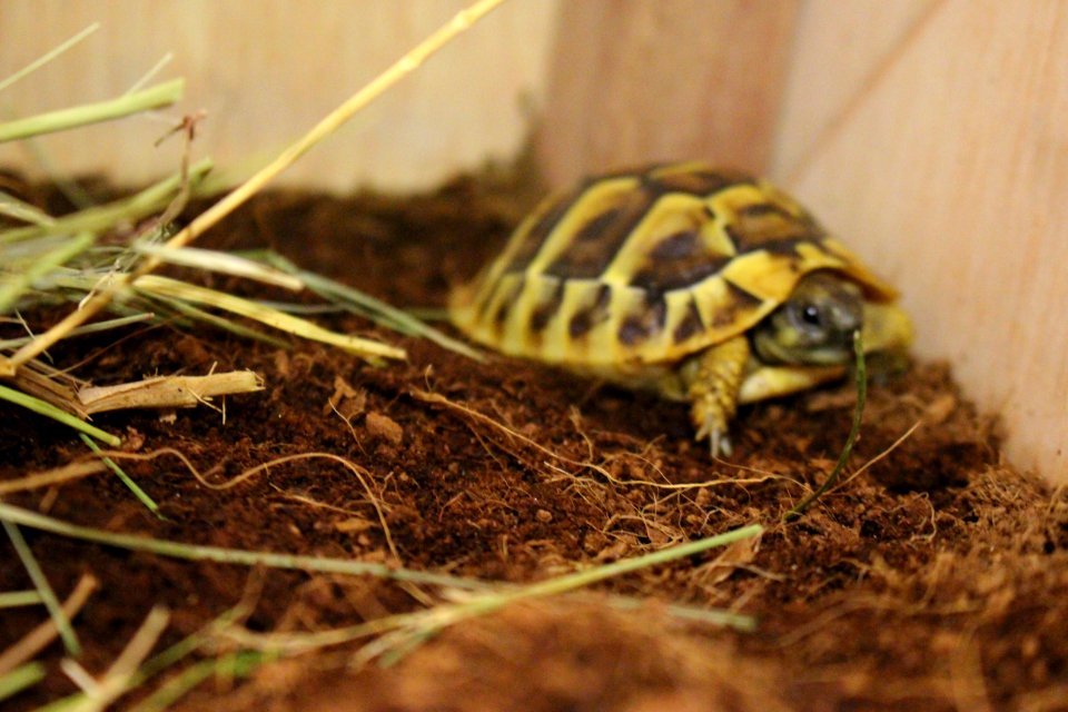 Turtle