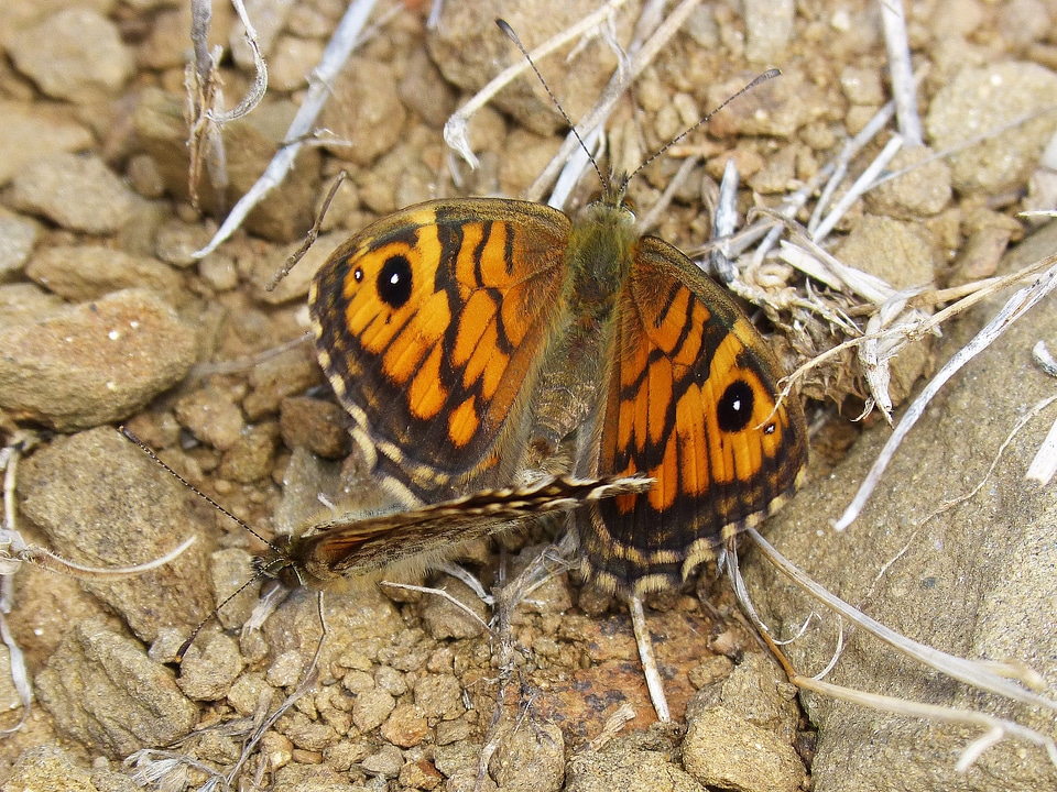 Procreation insects orange