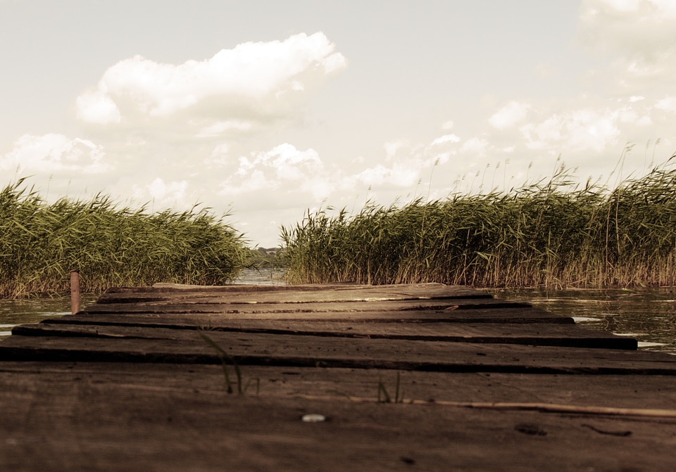 Bamboo natural rural