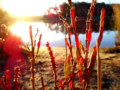 Samphire sunset