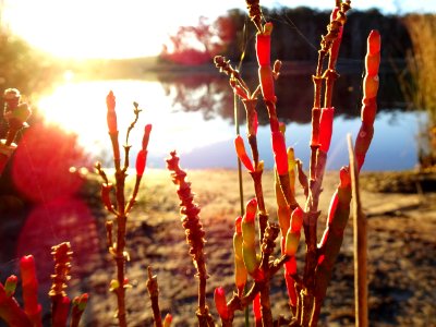 Samphire sunset photo