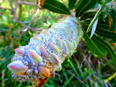 Banksia seeds photo