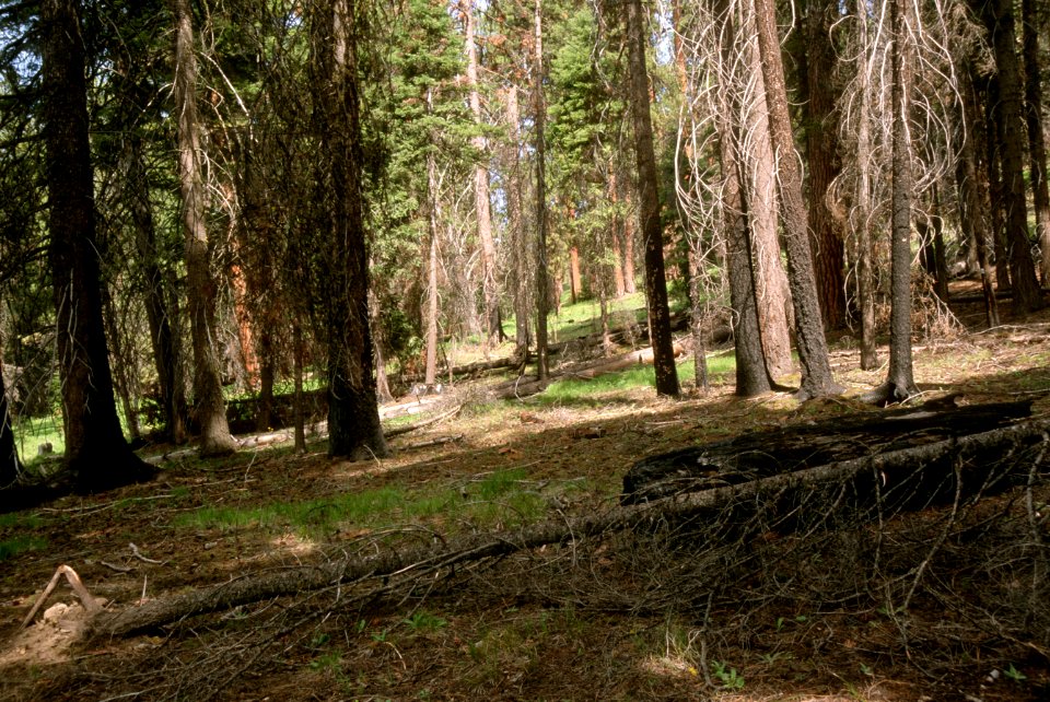 494C Photo point one year after prescribed fire, Ochoco National Forest