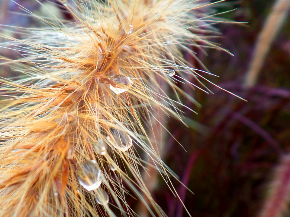 Rainy grass flower
