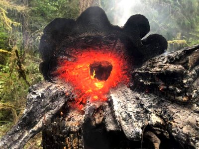 2019 GiffordPinchot Lightning struck tree USFS photo.