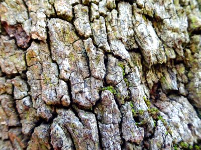 Mossy bark photo