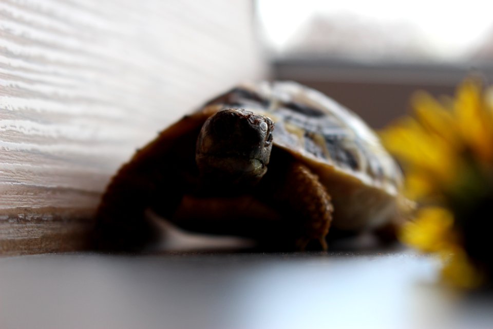Turtle