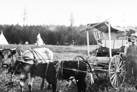 186 Oregon Trail Days event wagon  and oxen