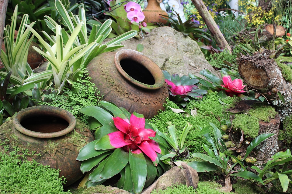 After the garden jug plant