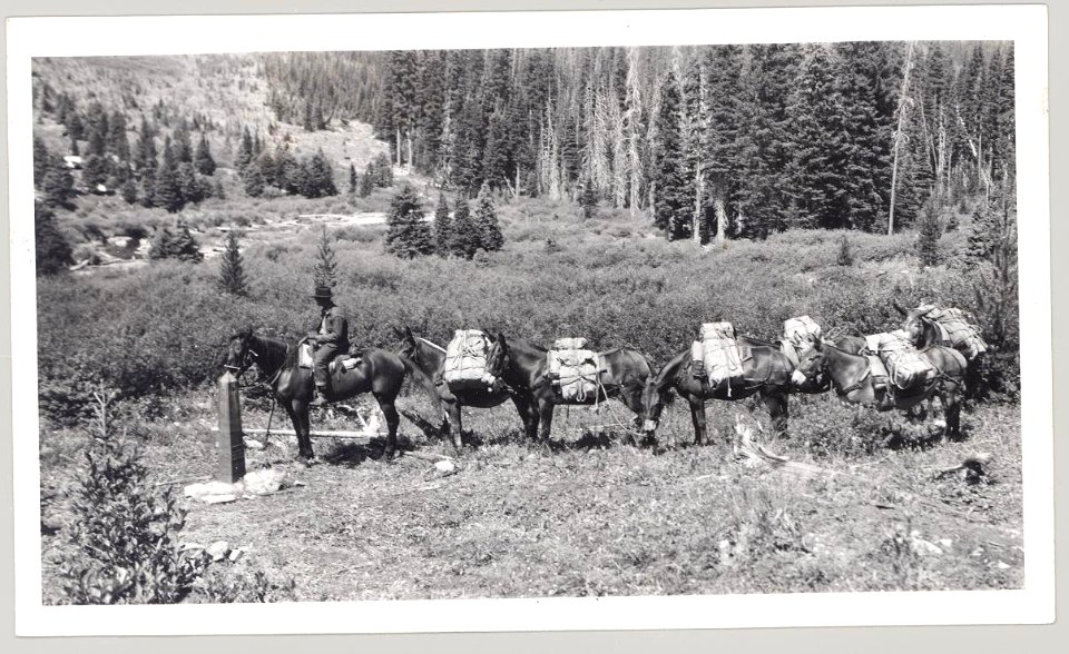 Pack string from Missoula loaded and heading for Route Creek Fire, July 21, 1941