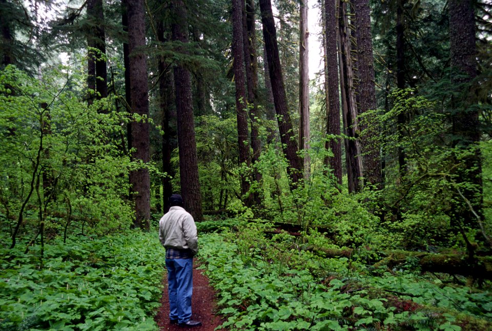 Hiking old growth forest trail, Gifford Pinchot National Forest.jpg