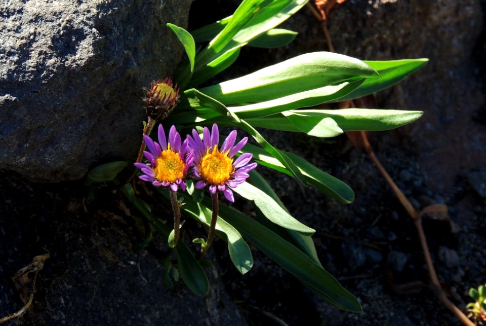 Purple Coneflower-Unknown