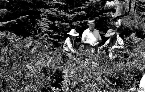 426838 Huckleberry Pickers at Larch Mtn, Mt Hood NF, OR 1943 photo