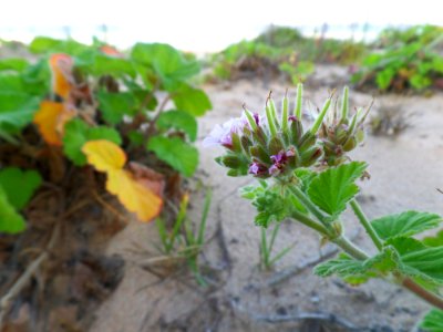 Flowers on the beach photo