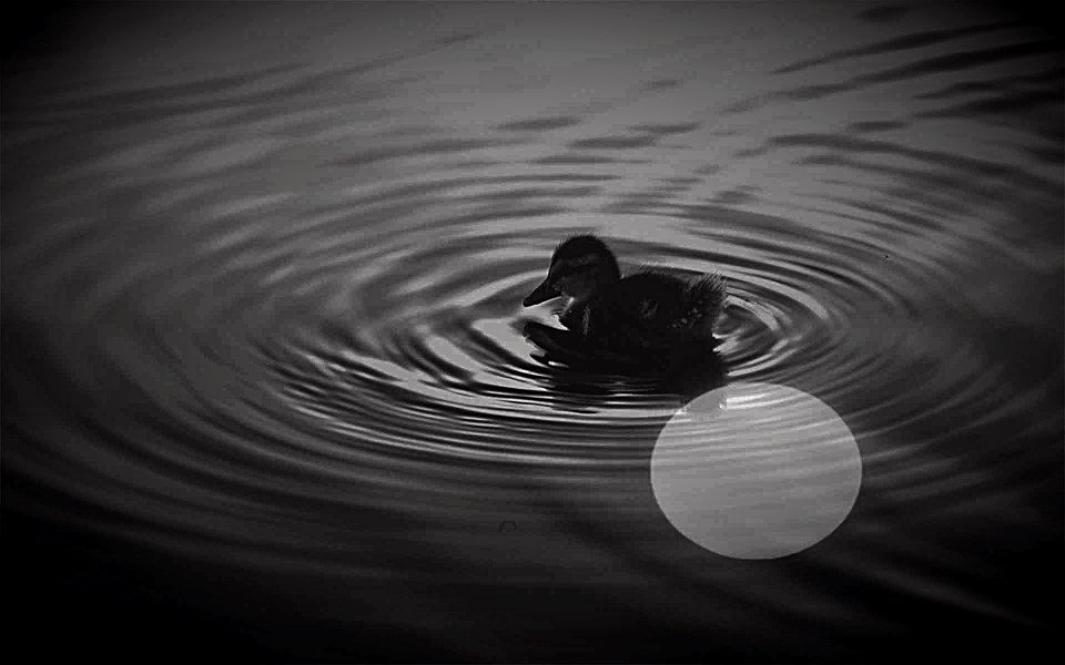 la luna nell'acqua