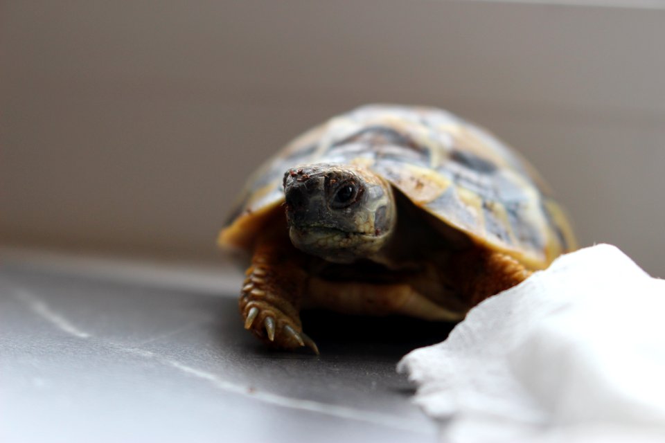 Turtle