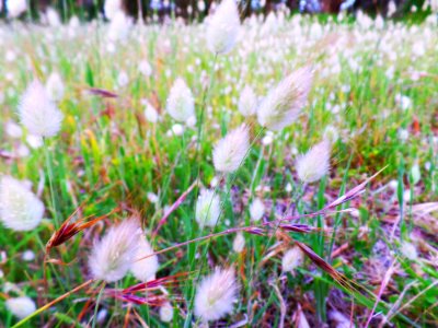 Cattails