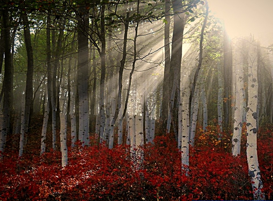 i raggi nel mio bosco