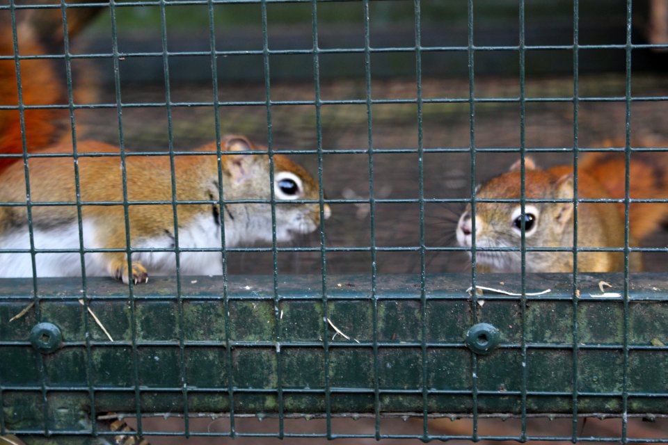 Squirrel