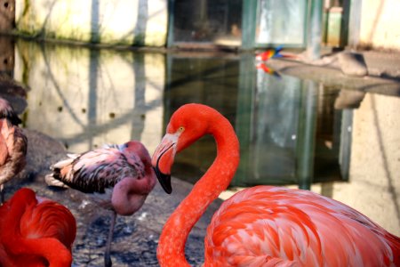 Flamingo photo