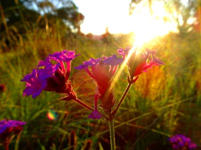 Flowery sunset