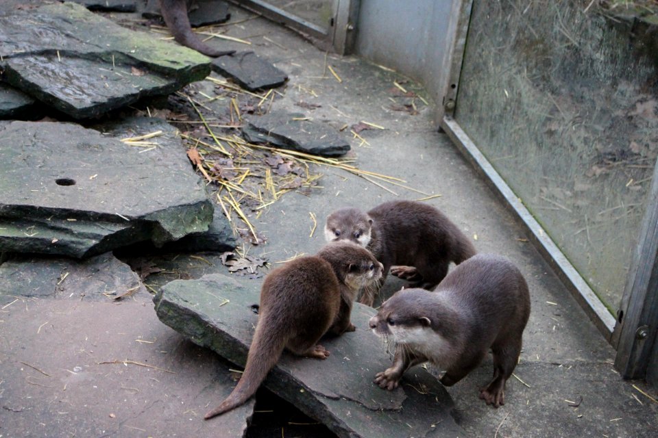 Oriental small-clawed otter