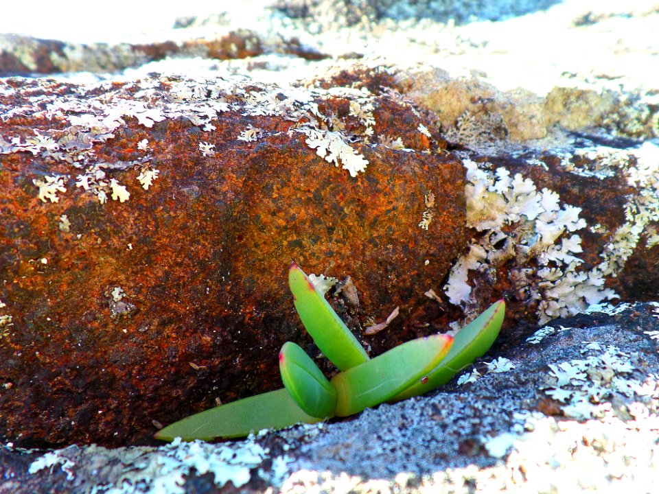 Tiny pigface on the rocks