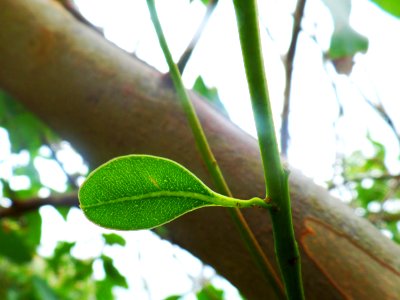 Just one leaf photo