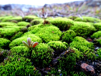 Macro mountains of moss