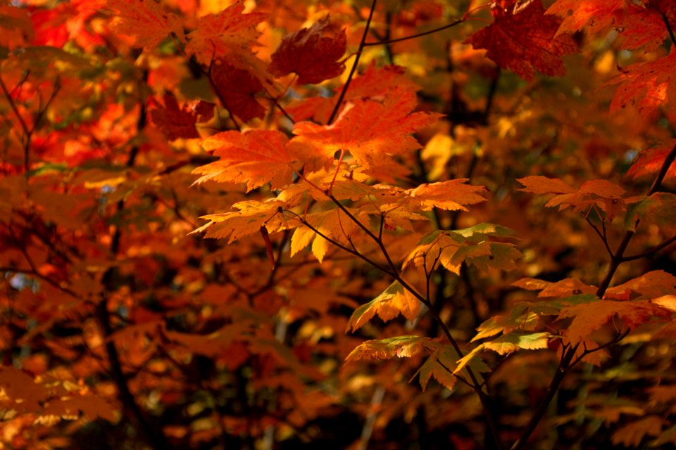 Fall color-2.jpg