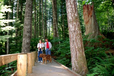 Accessible Boardwalk, Gifford Pinchot National Forest photo