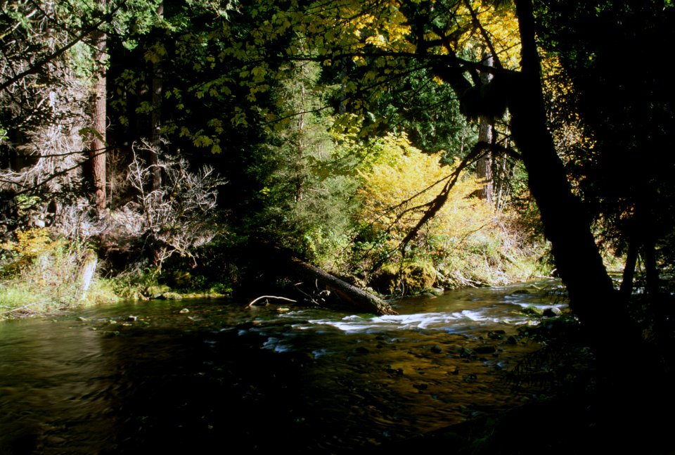 Breitenbush River and Trees, Willamette National Forest.jpg