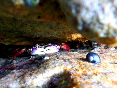 Hidden amongst the rocks photo