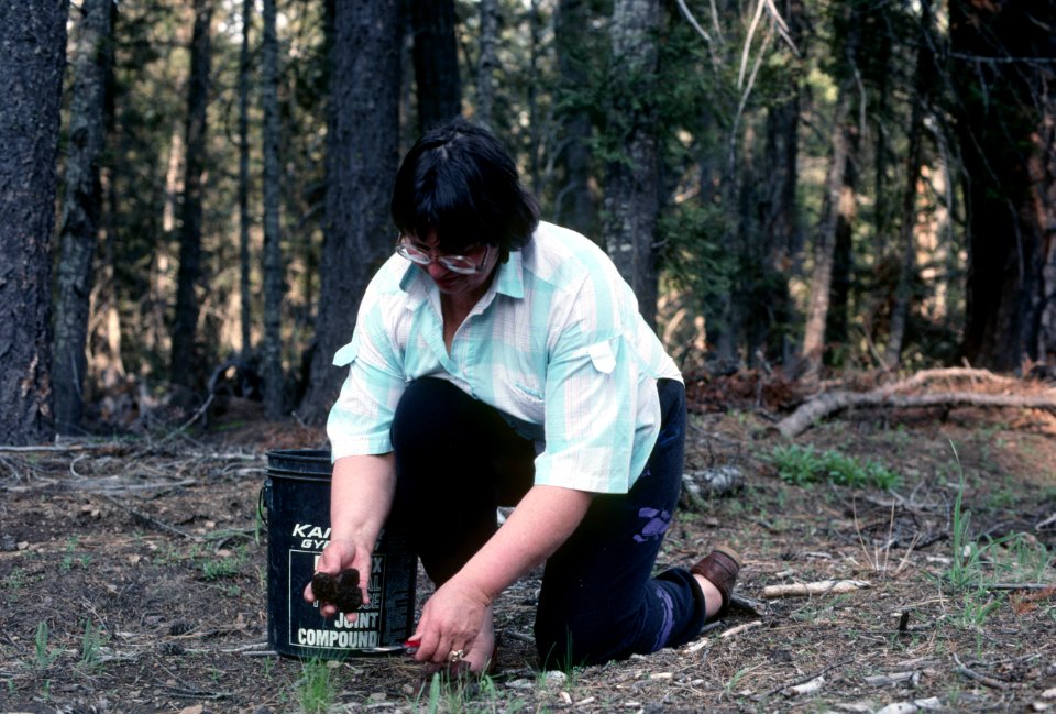 Mushroom harvesting Mt Hood National Forest.jpg