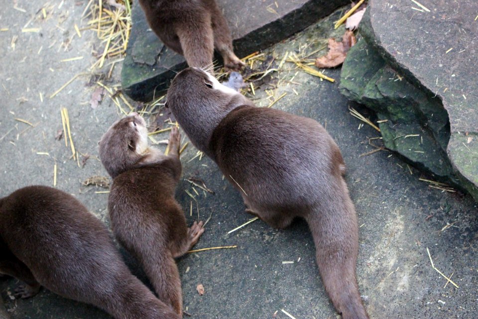 Oriental small-clawed otter