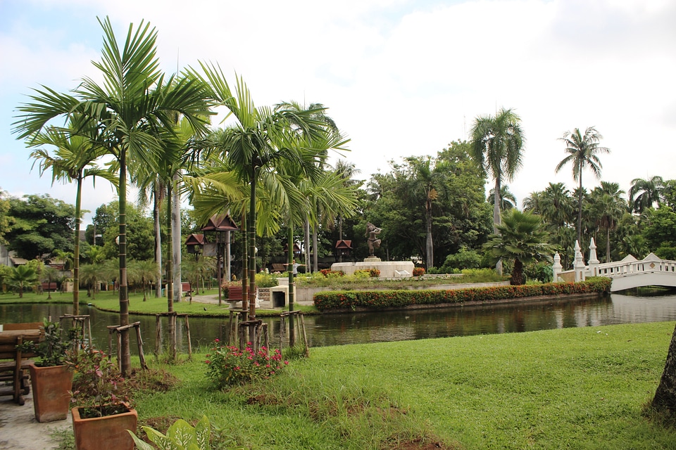 Grassland early in the morning tropical