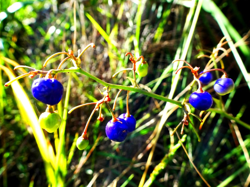 Berries in the sun