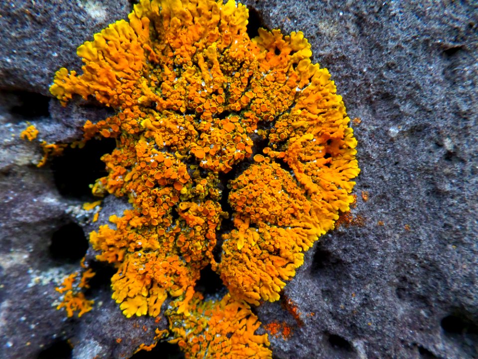 Beautiful rock lichen photo