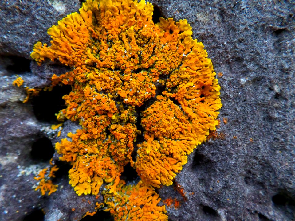 Beautiful rock lichen