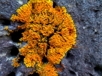 Beautiful rock lichen photo