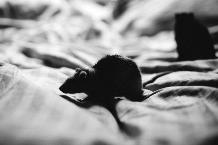 Rat silhouette photo