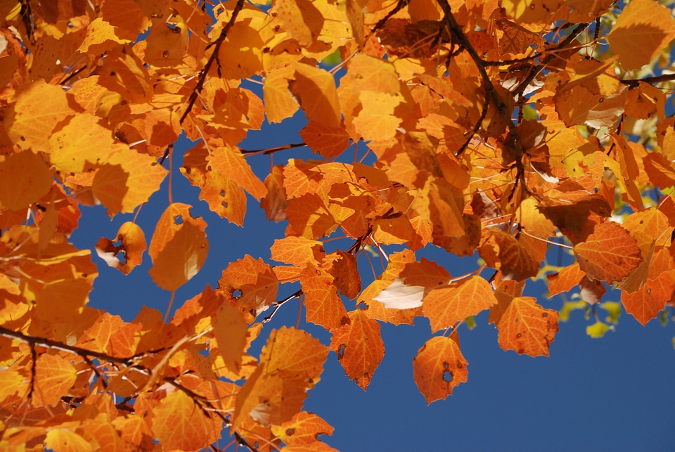 In xinjiang leaf orange
