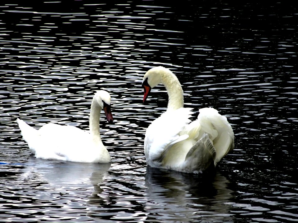Two swans in a lake